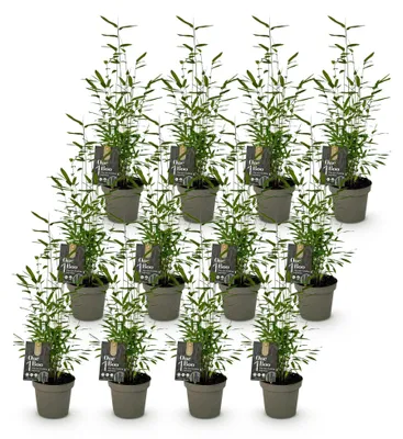 Image de Green boutiQ - Bamboe - Fargesia Black Dragon - Bladhoudend - Niet Woekerend - Groen - 12 Planten - Pot 14cm - Hoogte 35cm