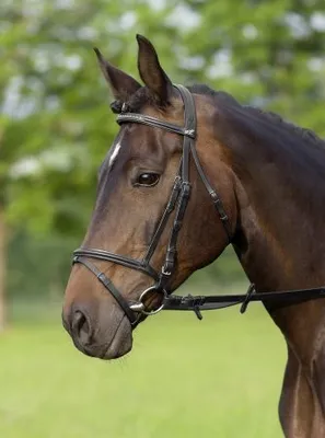 Produktbild von USG Trense Trensenzaum Siria englisches Reithalfter schwarz Warmblut Full
