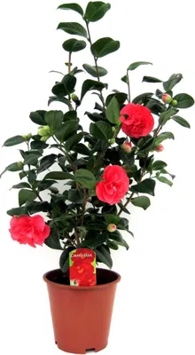Produktbild von Japanische Rose - Camellia japonica 'Lady Campbell' - Höhe 60-70cm - ⌀19cm