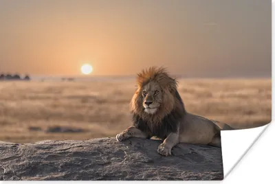 Produktbild von MuchoWow® Poster Löwe - Sonne - Afrika 180x120 cm - Fotoplakat
