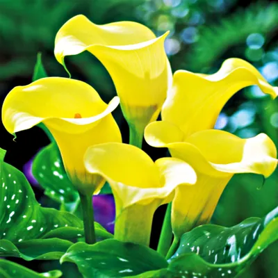 Obrázek produktu pro Zantedeschia Calla Kalla Kalia Black Magic 1 ks Cibule květinové hlízy