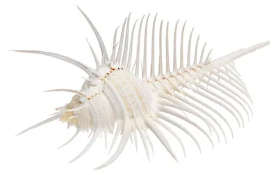 Murex pecten 9-10 cm 9-10 cm