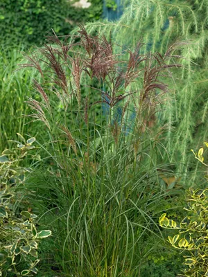 Produktbild von Miscanthus sinensis 'Dread Locks', Chinaschilf, ca. 11x11 cm Topf