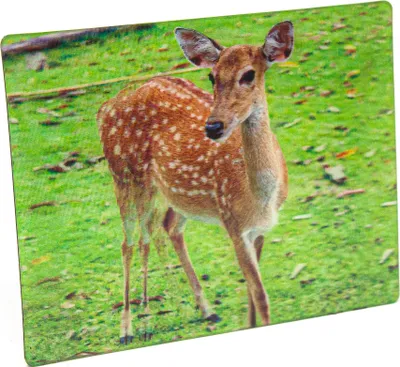 Produktbild von Dreidimensionaler Magnet mit Damwild Motiv, 9x7x1 cm