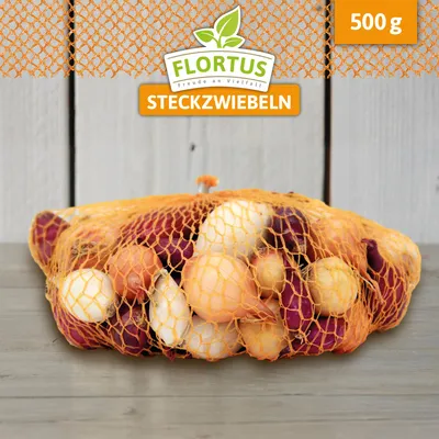 Produktbild von Wintersteckzwiebel Disco-Mix Gelb/Rot/Weiß | Steckzwiebeln von FLORTUS, Menge:500 g
