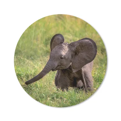 Produktbild von MuchoWow® Mauspad Mousepad Elefant - Baby - Kalb 20x20 cm - Mousepads - Maus Mat - Pad - Mausunterlage - Schreibtischmatte