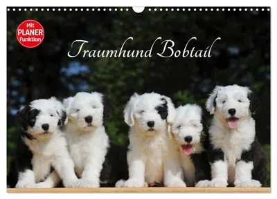 Produktbild von Traumhund Bobtail (Wandkalender 2027 DIN A3 quer), CALVENDO Monatskalender
