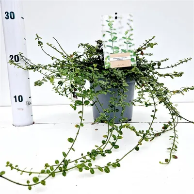 Image de Euonymus fort. 'Minimus' - fusain | 15-20 cm en pot