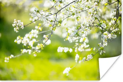 Produktbild von MuchoWow® Poster Blüte - Frühling - Weiß 60x40 cm - Schlafzimmerdekoration