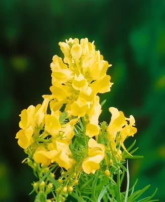 Produktbild von Linaria vulgaris, Gewöhnliches Leinkraut, gelb, ca. 9x9 cm Topf