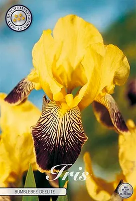 Artikelbild 2 von 'Iris Germanica Buble Deelite (1 Stück)'