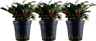 Produktbild von Aquarium Pflanze 3 Stück Bucephalandra sp. Red Wasserpflanze AquaOne Nr.339A Set