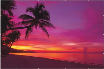 Produktbild von Wallario Wandbild Abendrot unter Palmen - pinker Himmel am Strand, Größe: 61 x 91,5 cm, Poster mit rahmenlosen Bildhalter