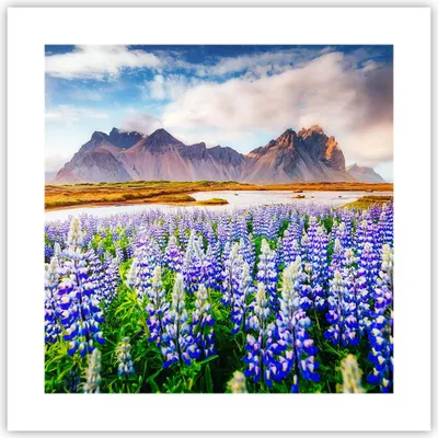 Produktbild von Poster - Poster ohne Rahmen - Berge Wiese Blumen - 40x40 cm - Wand Bild - Wanddeko - Wandbilder - Kunstposter - Wandposter - Bilder - Kunstdruck - Wanddekoration - Wandbild - P2XAC40x40-4114