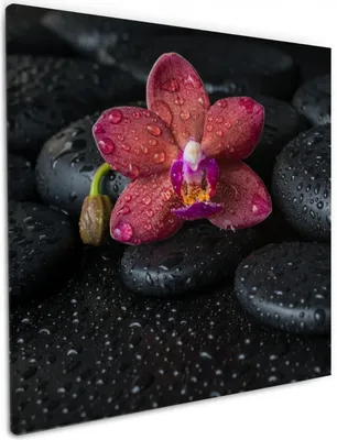 Produktbild von Wallario Premium Leinwandbild Orchideen-Blüte auf schwarzen Steinen, benetzt mit Wasser-Tropfen in Größe 50 x 50 cm