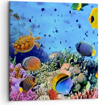Produktbild von Bild auf Leinwand - Leinwandbild - Korallenriff - 70x70cm - Wand Bild - Wanddeko - Wandbilder - Leinwanddruck - Bilder - Kunstdruck - Wanddekoration - Leinwand bilder - Wandkunst - AC70x70-3569