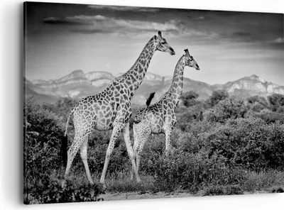 Produktbild von Bild auf Leinwand - Leinwandbild - Einteilig - Giraffen Schwarzweiß Fotografie - 100x70cm - Wand Bild - Wanddeko - Wandbilder - Leinwanddruck - Bilder - Wanddekoration - Leinwand bilder AA100x70-4441