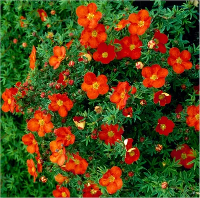 Produktbild von Stauden Gänge 1 x Potentilla fruticosa 'Red Ace' - Roter Fingerstrauch - Ein Feuerwerk aus leuchtendem Rot - Blühende Hecke - Heckenpflanze