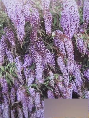Produktbild von Buddleja Wisteria Lane - Sommerflieder Wisteria Lane - duftend