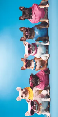 Produktbild von FEBE Strandtuch XXL 100x180 cm Hunde Team Badetuch Groß 100% Mikrofaser Handtuch Stranddecke Sommer-Handtüch