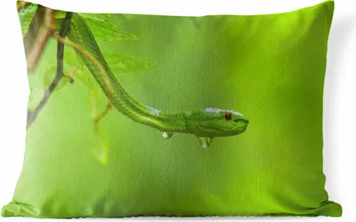 Produktbild von MuchoWow® Outdoor Kissen - Grüne Schlange aus der Nähe - 60x40 cm - Wetterfest - Lounge Kissen - Zierkissen - Kissen für Innenräume