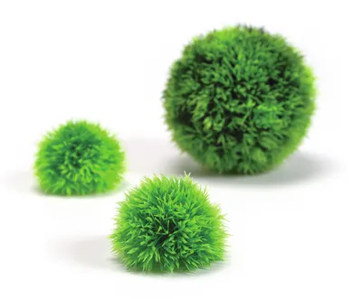 Produktbild von biOrb Dekogewächsball Set 3 grün (46060)