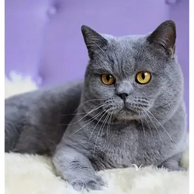 Produktbild von Norimpex Diamantmosaik - Britische Katze 2001850