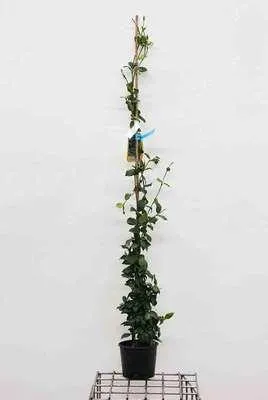 Produktbild von Trachelospermum jasminoides - Sternjasmin 125-150 cm | Topf