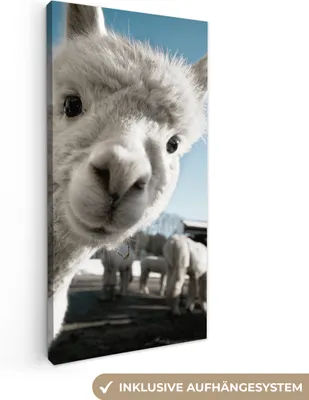 Obrázek produktu pro OneMillionCanvasses® - Plátno - Alpaka - Bílé - Zvíře, nástěnný obraz, nástěnné dekorace obrazy obývací pokoj, 20x40cm