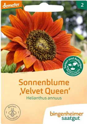 Produktbild von Sonnenblume "Velvet Queen" - Helianthus annuus