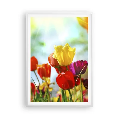 Produktbild von Gerahmtes Poster - Weißer Rahmen - Tulpe Blume Plantage Wiese - 70x100 cm - Wand Bild - Wanddeko - Wandbilder - Wandposter - Bilderrahmen - Bilder - Kunstdruck - Wandbild - P2WPA70x100-2566