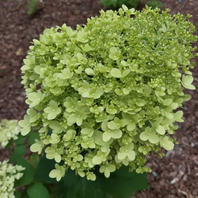 Produktbild von Limettenbouquet Hortensie 2L