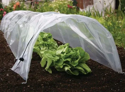 Produktbild von Gewächshaus Strend Pro Greenhouse, Mini-Foliengewächshaus, 55x300x40 cm