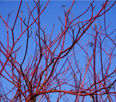 Produktbild von Dehner Rotholziger Hartriegel Sibirica, korallenrote Rinde, ca. 50-70 cm, Zierstrauch
