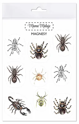 Obrázek produktu pro Magnesy Pajęczaki edukacyjne zestaw na lodówkę