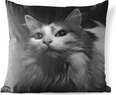 Produktbild von MuchoWow® Outdoor Kissen - Tierprofil Katze in schwarz und weiß - 40x40 cm - Wetterfest - Lounge Kissen - Kopfkissen - Interieur - Polster mit Bild