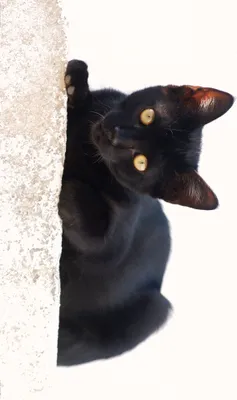 Produktbild von Katzen Kunstdruck Bild - Schwarzes Kätzchen (120 x 180 cm)