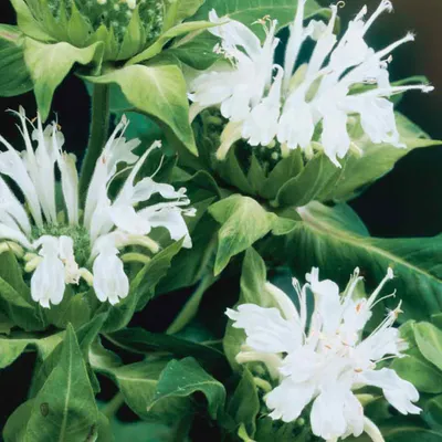 Produktbild von 6 x Indianernessel  - Monarda 'Schneewittchen'  | Topf 9cm x 9cm