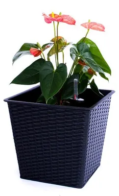 Produktbild von Elegant Einrichten | Pflanzkübel | quadratisch konisch | Polyrattan | 42x42x38cm | schwarz.