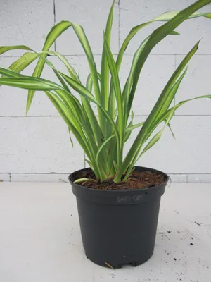 Produktbild von Phormium tenax Gold Sword - Neuseelandflachs Goldsword 30-40