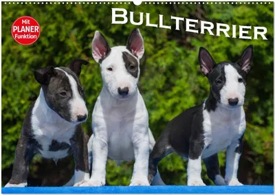 Produktbild von Bullterrier (Wandkalender 2026 DIN A2 quer), CALVENDO Monatskalender