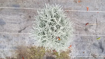 Image de Lavandula x intermedia 'Dutch' / Lavandin 'Dutch'