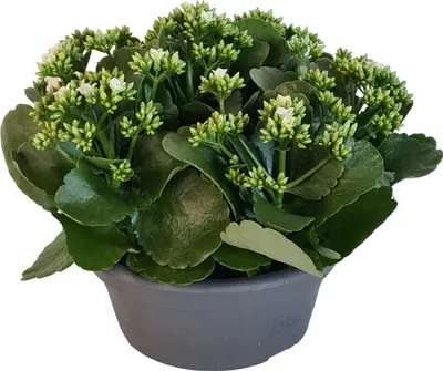 Zdjęcie produktu dla Kalanchoe roślina w doniczce 1 szt.