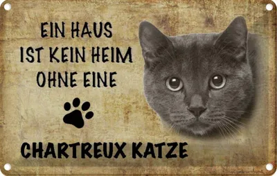 Produktbild von vianmo Blechschild 20x30 cm Chartreux Katze Tier Haustier