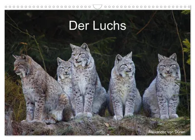Produktbild von Der Luchs (Wandkalender 2027 DIN A3 quer), CALVENDO Monatskalender