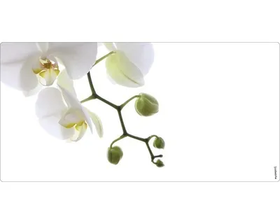 Produktbild von mySPOTTI Badrückwand aqua Orchidee phala 90x45 cm