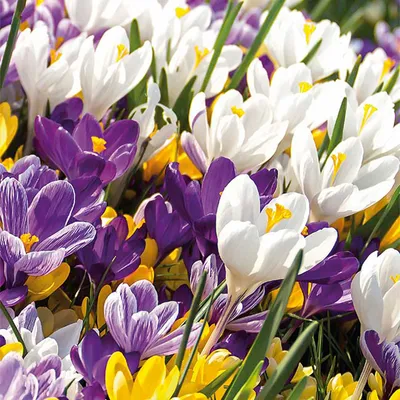 Produktbild von Bloomique - Mischung aus 40 - Krokusse - Krokusse - Farbmischung - Blumenzwiebeln - Frühlingsblüher - mehrjährige Pflanzen - wird bis zu 10-15 cm groß
