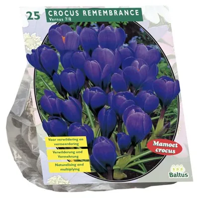 Productafbeelding van Crocus Grootbloemig Blauw per 25 bloembollen Baltus