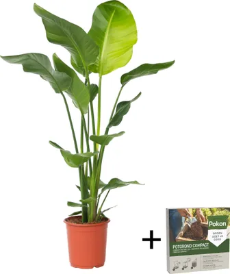 Produktbild von Paradiesvogelblume - Strelitzie - Strelitzia nicolai - Höhe 90-110cm - ⌀21cm