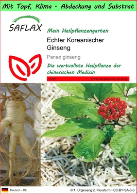 Produktbild von SAFLAX Garden to go - Echter Koreanischer Ginseng - Panax ginseng - 10 Samen - Mit Topf, Klima - Deckel und Anzuchtsubstrat